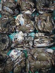 8/30일,야간꽃게 연일 빅히트~ "오늘도 야간출조"~날마다 좋아요~살이통통~ 무쟈게 나오네요~~~군산 나드리호