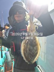 9/1일, 첫 시작~쭈꾸미 밭에 갑돌이도 보이네요~나오고 있어요…