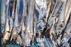 [통영] 통영 수 은 호<<>>먼바다 갈치 조황입니다 오늘 2자리여유~자…