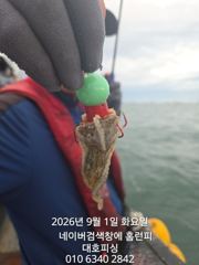 군산 대호피싱 쭈꾸미 대박 입니다.첫날부터 쏟아지고 있어요 