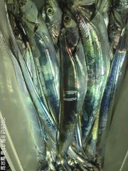 준내만갈치4지5지급대치들손맛장!!!