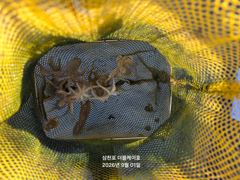 [사천] 삼천포 주꾸미,갑오징어 조황!