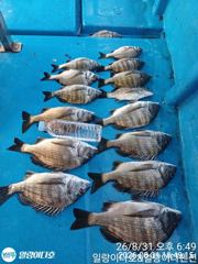 ※※감성돔 많이 나옵니다