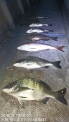 감성돔 조황