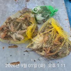 암초 포인트 문어 낚시