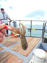 ★★ 9/1 [군산 대일피싱]  베니스호 쭈꾸미 금어기 해제 첫날 조황입니다.