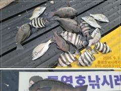 [통영] 선외기 흘림에 감성돔,돌돔,벵에돔까지....