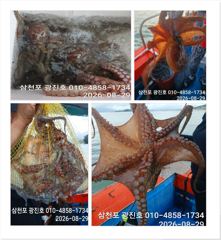 [사천] 쭈꾸미출조{평일,5만}2,3,4,5,6,자리텅텅예약받습니다