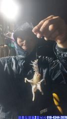 오늘의 조황 - [영동1호] 9월 1일 쭈꾸미 갑오징어 조황 - 영흥도 배낚시 영동2호낚시