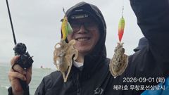조황정보 - 9/1 쭈꾸미 조황 - 무창포선상낚시