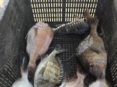 (풍화리)새풍화레저 백조기 마리수 조황