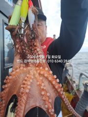 9월1일 군산 홈런호 야간 문어 출조 하였습니다.제법 사이즈가 큰녀석들이 올라와 줍니다.마무리 할때까지 망태기 함 채워봐요!실시간 올립니다