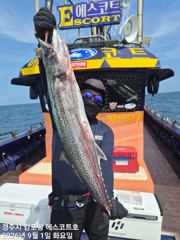 내일은 오전06시 오후13시 대삼치 사냥갑니다 놀러오세요 