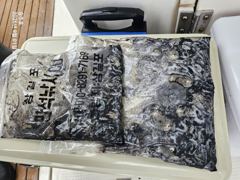 삼길포 승주호 9/1 쭈꾸미 조황