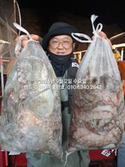9월1일 초대박 조황 17명조사님들 ..장원33수 군산 홈런호 야간 문어 마무리 조황 입니다. 첫스타트 엄청난 조과로 앞으로 문어출조가  설레입니다.오늘 하루 홈런호에 승선하신 조사님들 수고 하셨습니다.