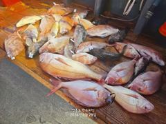 오늘의조황 - 8월 29일 참돔타이라바 졸업식!! - 영흥도 만수피싱 [구-만수배낚시-만수1호]