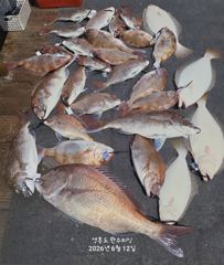 오늘의조황 - 6월 12일 참돔 7인 조황 - 영흥도 만수피싱 [구-만수배낚시-만수1호]