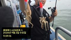 [쭈·갑·문조황]9/2[홍원항영진낚시]lt;시실리호gt;쭈amp;갑출조조황입니다~!!