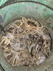 해진호 9월 1일 쭈갑 조황