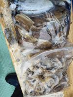 10월29일 출조현황