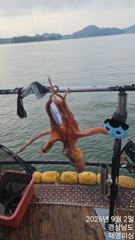 실시간 쭈꾸미 베리굿