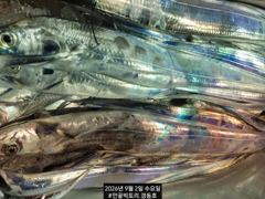 (南)남해조황 - 먼바다왕갈치외줄16석 씨알급까지손맛~수요일 오늘5석여유