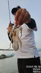 실시간 쭈꾸미 베리굿