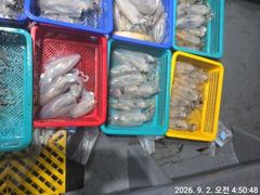 [거제] (무늬오징어)전투낚시 감자 고구마 바글바글~고잉메리호(오늘 예약…