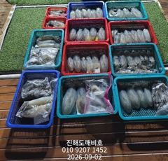 [진해] 팁런무늬오징어 1일출조조황 오늘예약가능합니다