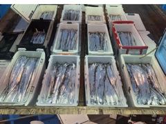 (南)남해조황 - 통영스카이호..."" 먼바다 대갈치 전원 쿨러 조황""...최고 20kg이상...다시 대갈치 나옵니다..오늘 3자리여유 예약가능합니다