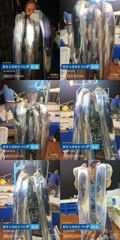 ＜＜통영 뉴명륜호 14인승＞＞ 大치들!!! 쿨러조황^^ (오늘 …