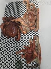 (문어)사량도 어장 장원 두자릿수 힛트 힛트~3대호(3일 예약)