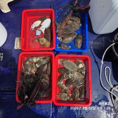 (갑오징어)사량도 탐사 4명 25수~들어와 있네요~스마일호(3일 예약)
