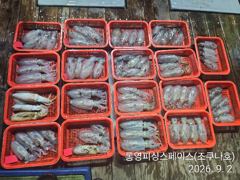 무늬/팁런,, 내만권(가조도) 무늬오징어 ~~