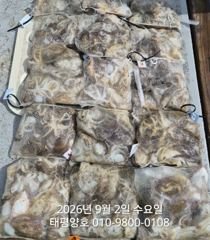 ★★ 9/2 [군산 대일피싱]   태평양호  쭈꾸미 조황~! 내일 12자리있습니다.
