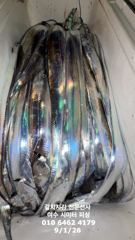 출조안내 - 금요일 주꾸미 출항합니다~