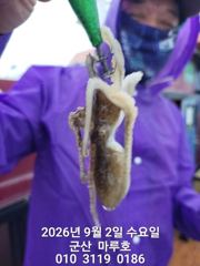 9월 2일 쭈꾸미 최종조항~☆