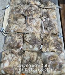 9월 02일 쭈꾸미 마무리 조황 입니다.