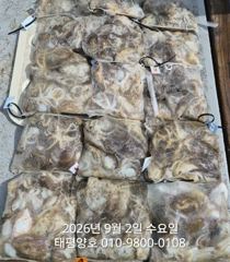 ★★ 9/2 [군산 대일피싱]    태평양호   쭈꾸미 조황 !~ 내일  8자리있습니다. 