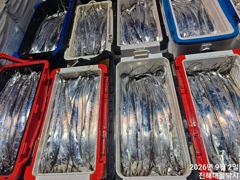 우와~2일새벽,내만칼치 3지급 올해최고 역대급 전원퍼담고 초초대박~목,금욜예약가능
