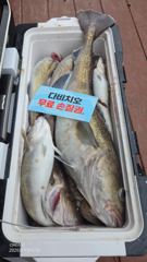 26.9.2일 대구라바 조황 입니다 