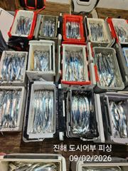 2일새벽 우~와 씨알큰 내만갈치 완전 대~박 물반 갈치반!!목요일부터 예약가능