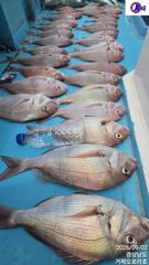 [참돔대박]초보두분 4짜들 마리수 타작
