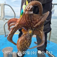 암초 포인트 문어 낚시
