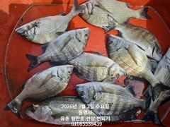 [통영] 유촌 형만레저 선외기 흘림 감성돔 마리수조황입니다