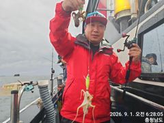 오늘의조황 - 9월1일 쭈꾸미낚시^^ - 오천항 성령낚시,성령호