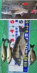 [마산] [바다마을호] 감성돔 조황(8/31)