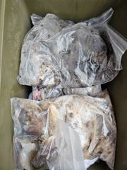 [보령,서천] 오천 가즈아호 점점 늘어나는 이틀째 쭈꾸미 9월2일 조황