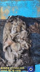 포항 돌문어 선상조황!
