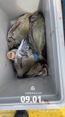 6시간전 [사천] 삼천포 산분령 유료낚시터 9/2 조황입니다!!